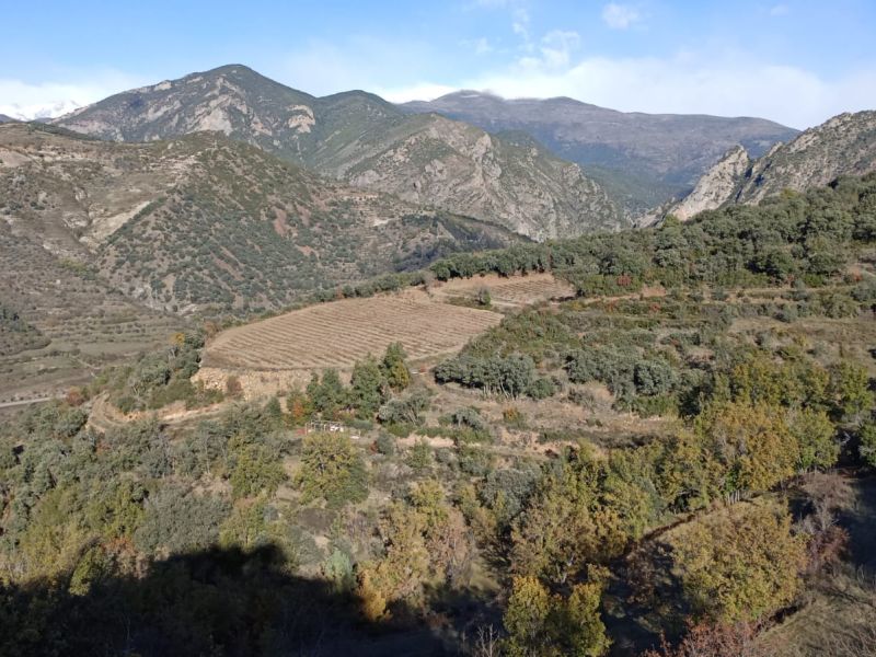 Vinyes de muntanya contra incendis