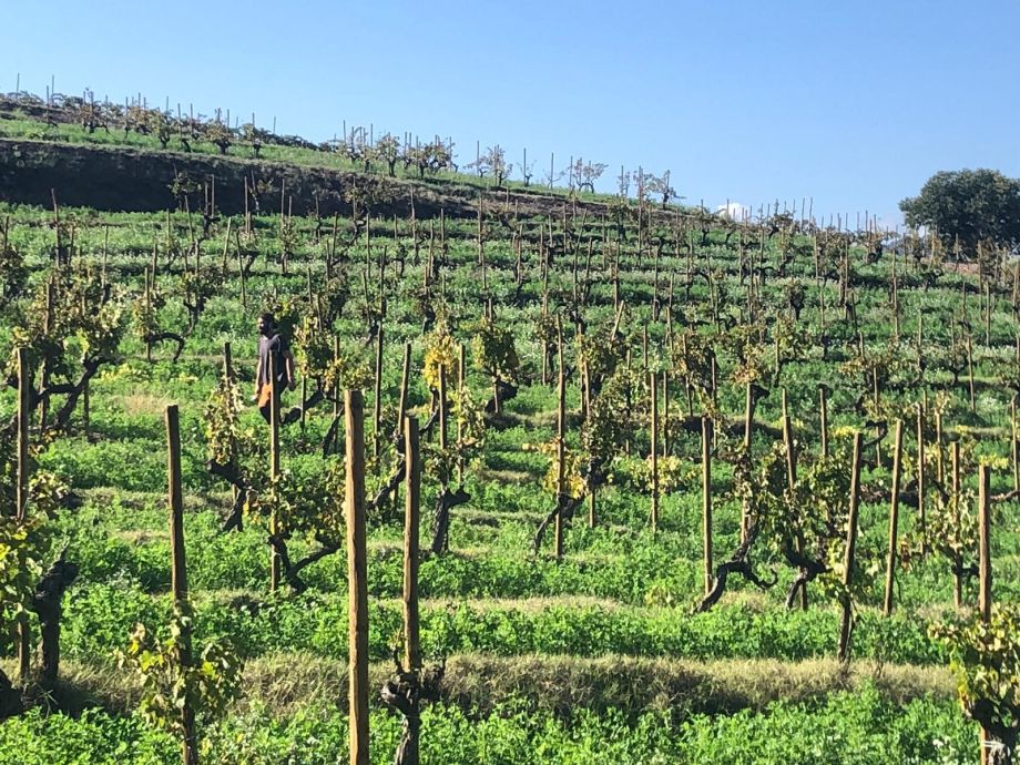 FIRE WINE, EN LA OCTAVA SEMANA FORESTAL DE LA FAO