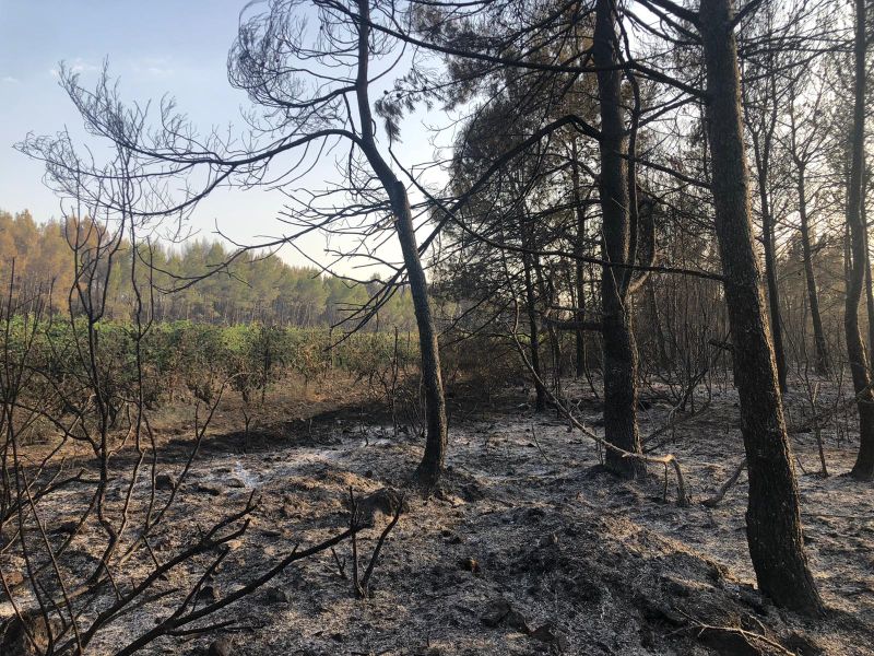 Els incendis a l'Aude i les vinyes com a espais de seguretat