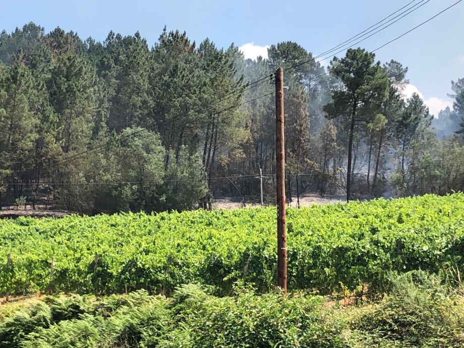 Els segells ‘FIRE WINE’ I ‘FIRE PRODUCT’ distingiran els productes de cultius compromesos amb la prevenció d'incendis forestals