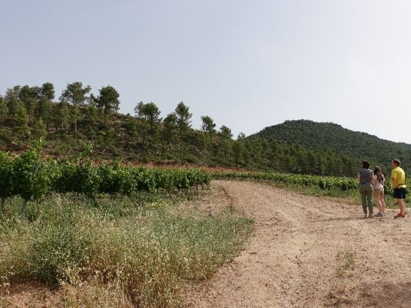 La viticultura, palanca per a la prevenció del risc d'incendi al Bages
