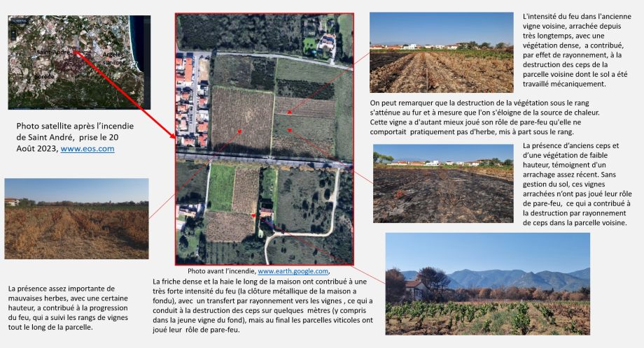 La viticultura davant del risc