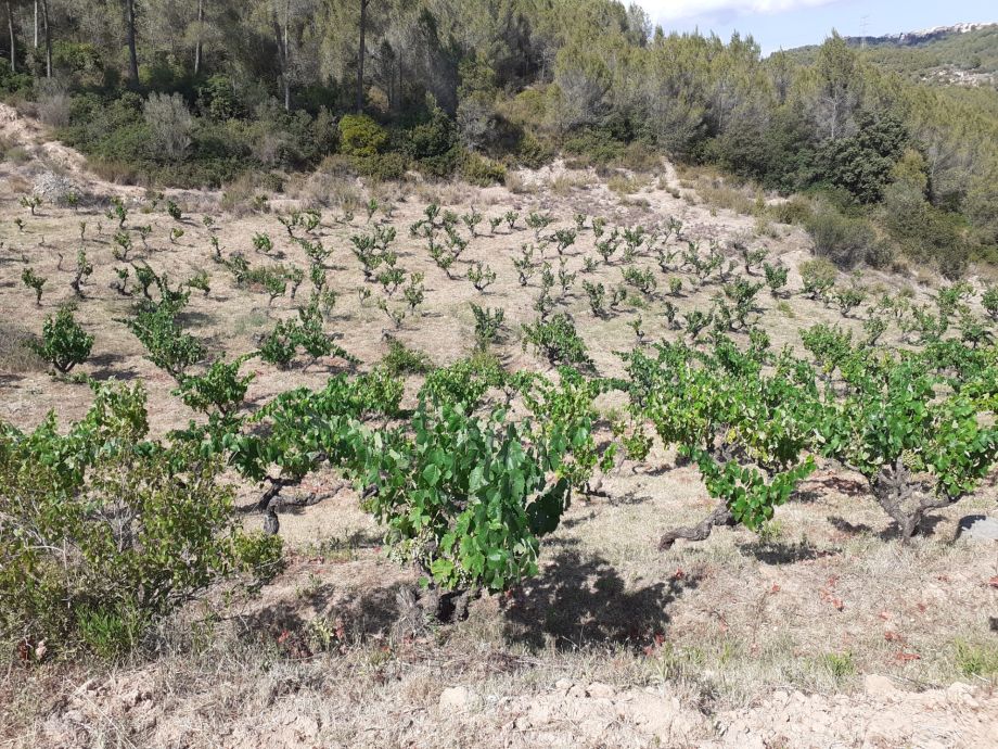 Bosque y viñedo, un equilibrio mediterráneo inestable