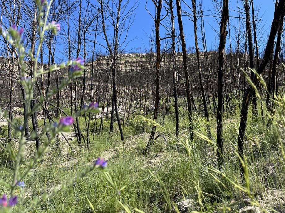 MEGAINCENDIOS Y EROSIÓN DEL SUELO