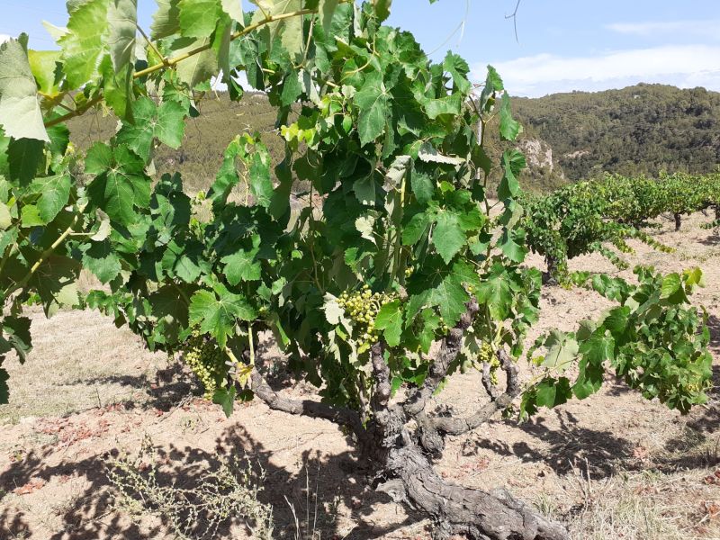 Bosc i vinya, un equilibri mediterrani inestable